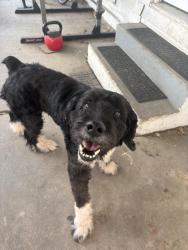 Found/Stray Unknown Dog last seen Cushata and Record Crossing Rd, Dallas, TX 75235