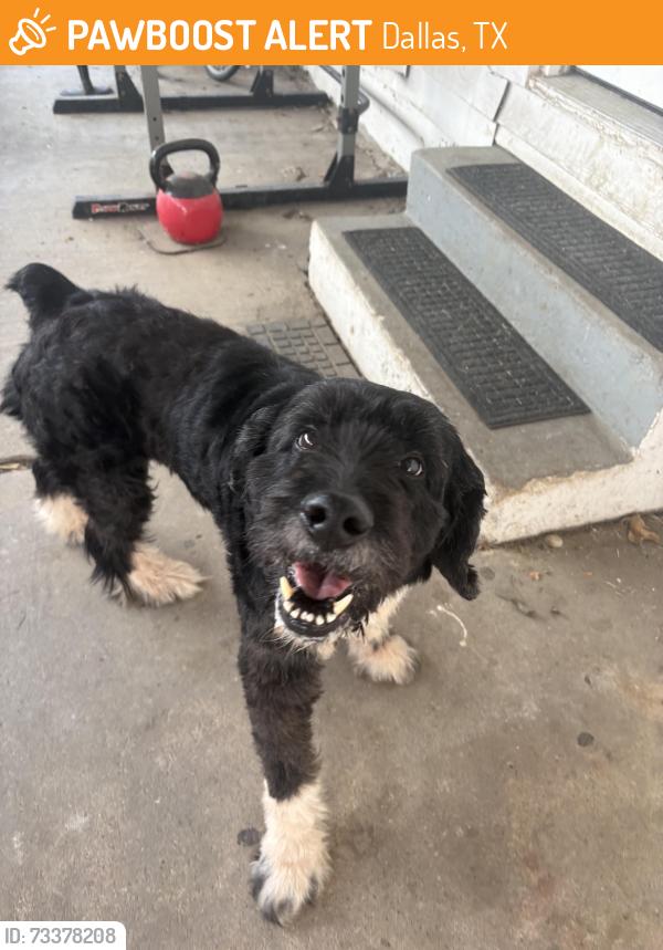 Found/Stray Unknown Dog last seen Cushata and Record Crossing Rd, Dallas, TX 75235