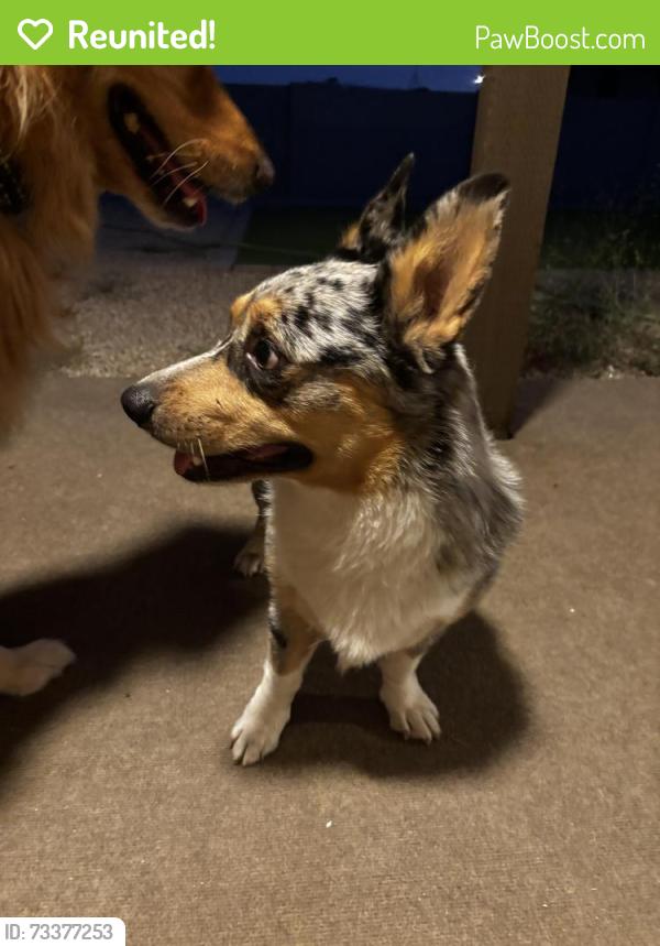 Reunited Male Dog last seen 19th Ave and Kristal Way, Phoenix, AZ 85027
