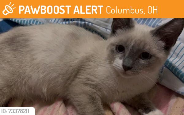 Found/Stray Female Cat last seen Near cleveland ave columbus, Columbus, OH 43224