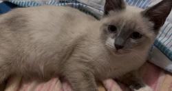 Found/Stray Female Cat last seen Near cleveland ave columbus, Columbus, OH 43224