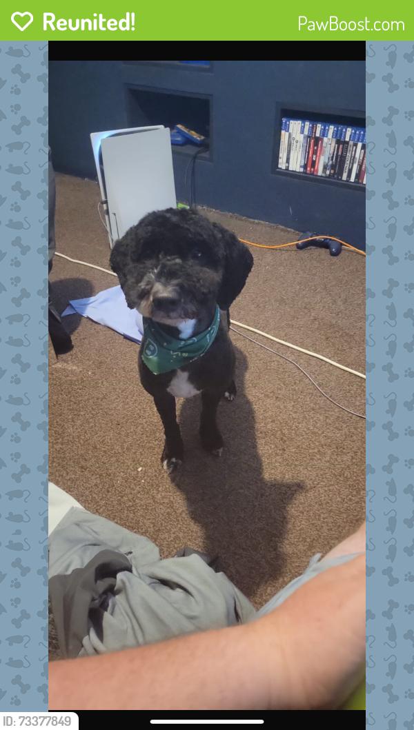 Reunited Male Dog last seen Garway woolton, Woolton, England L25 5QA
