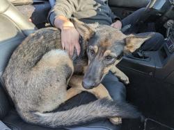 Found/Stray Female Dog last seen Fair oaks & San juan, Carmichael, CA 95609