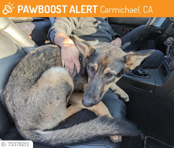 Found/Stray Female Dog last seen Fair oaks & San juan, Carmichael, CA 95609