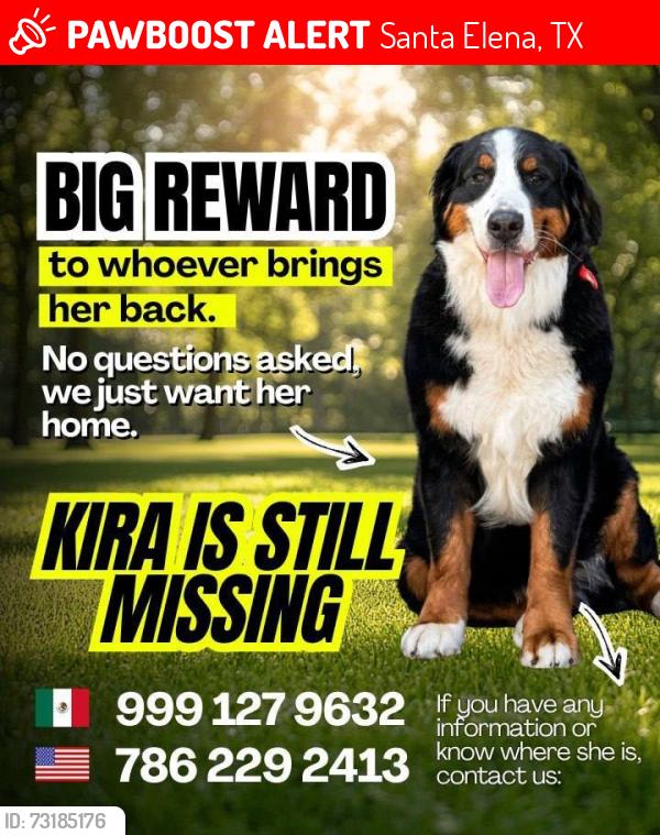 Lost Female Dog last seen Santa Elena Texas Starr county, Santa Elena, TX 78591