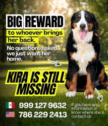 Lost Female Dog last seen Santa Elena Texas Starr county, Santa Elena, TX 78591