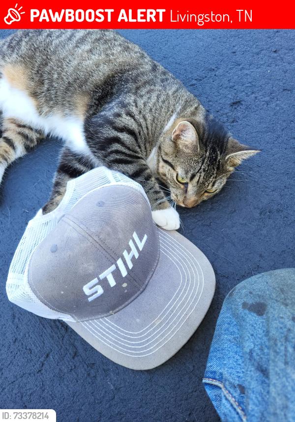 Lost Female Cat last seen Transfer station, Livingston, TN 38570