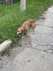 Found/Stray Unknown Dog last seen W53 and Cantor, Cleveland, OH 44102