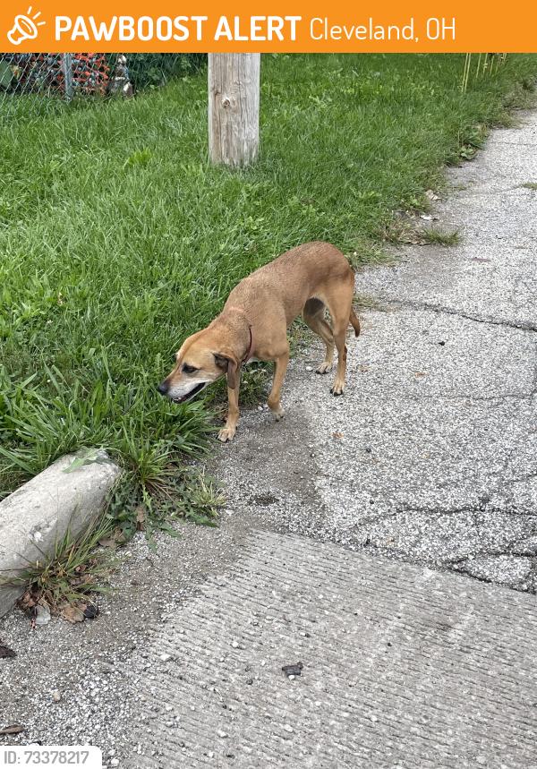 Found/Stray Unknown Dog last seen W53 and Cantor, Cleveland, OH 44102