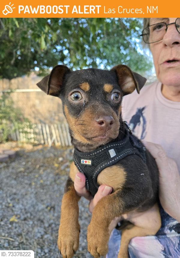Found/Stray Male Dog last seen San ysidro rd, Las Cruces, NM 88007