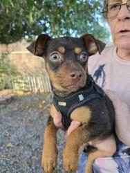 Found/Stray Male Dog last seen San ysidro rd, Las Cruces, NM 88007