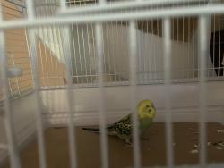 Found/Stray Unknown Bird last seen Jackson St/Garfield St., Riverside, CA 92503