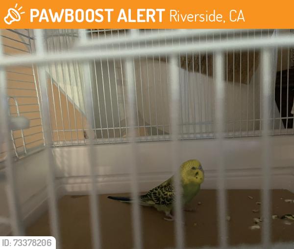 Found/Stray Unknown Bird last seen Jackson St/Garfield St., Riverside, CA 92503