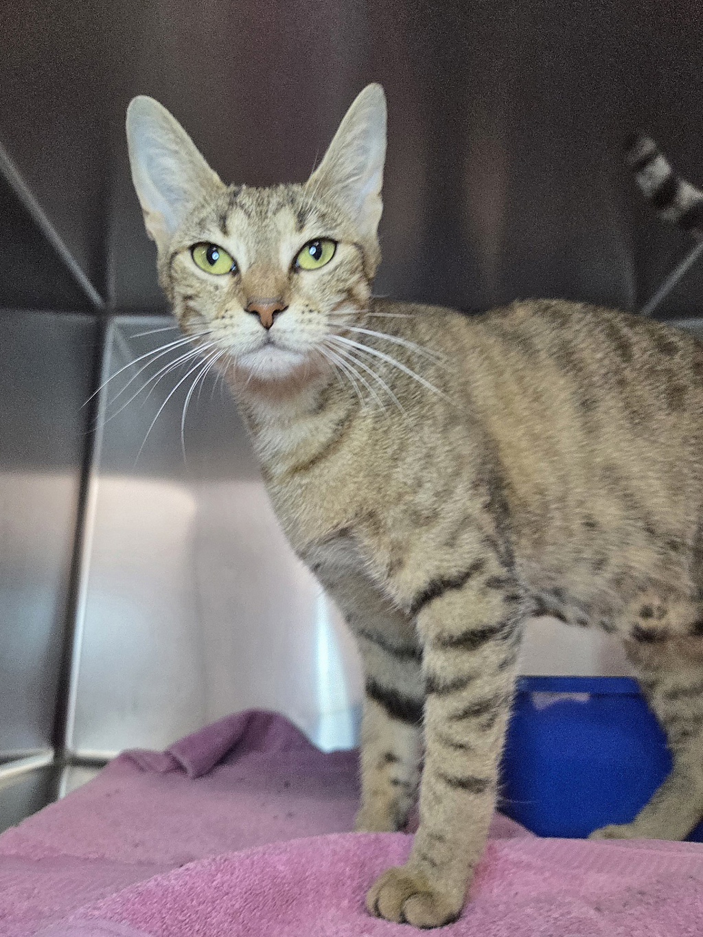 Shelter Stray Female Cat last seen Near Breakwater Court, PASADENA, MD, 21122, 411 Maxwell Frye Rd, Millersville, MD 21108, USA
