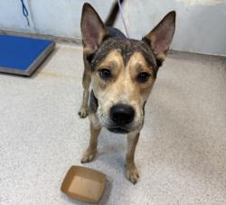 Shelter Stray Male Dog last seen Apt 4,3094 Villa Avenue, BRONX, NY, 10468, 326 E 110th St, New York, NY 10029, USA