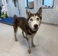 Shelter Stray Female Dog last seen Apt 4,3094 Villa Avenue, BRONX, NY, 10468, 326 E 110th St, New York, NY 10029, USA