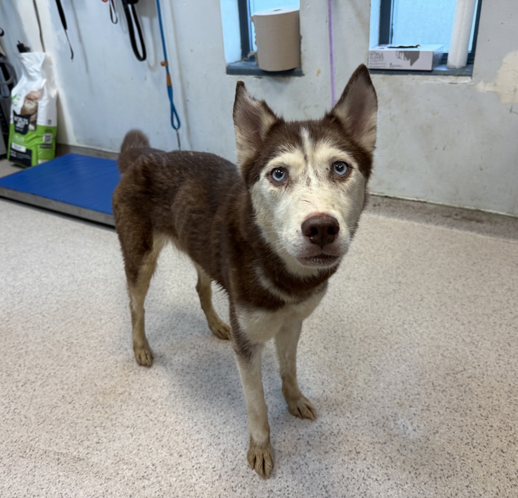 Shelter Stray Female Dog last seen Apt 4,3094 Villa Avenue, BRONX, NY, 10468, 326 E 110th St, New York, NY 10029, USA