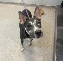 Shelter Stray Female Dog last seen Apt 4,3094 Villa Avenue, BRONX, NY, 10468, 326 E 110th St, New York, NY 10029, USA