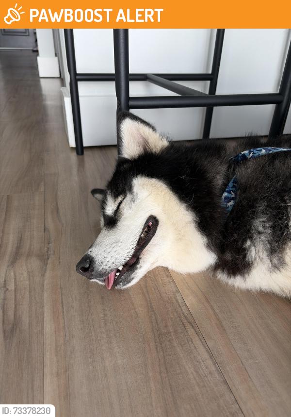 Found/Stray Female Dog last seen Buena aventura lakes, Buena Ventura Lakes, FL 34743