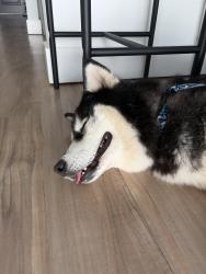Found/Stray Female Dog last seen Buena aventura lakes, Buena Ventura Lakes, FL 34743