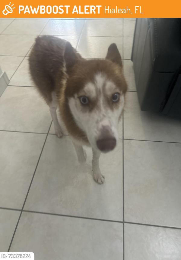 Found/Stray Female Dog last seen Amelia Park soccer field, Hialeah, FL 33013