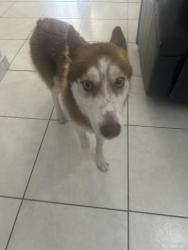Found/Stray Female Dog last seen Amelia Park soccer field, Hialeah, FL 33013