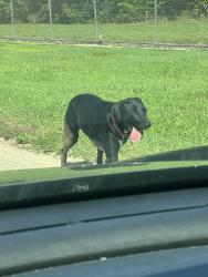 Lost Female Dog last seen Near SW 280th St hmstd, FL 33031 United States, Homestead, FL 33031