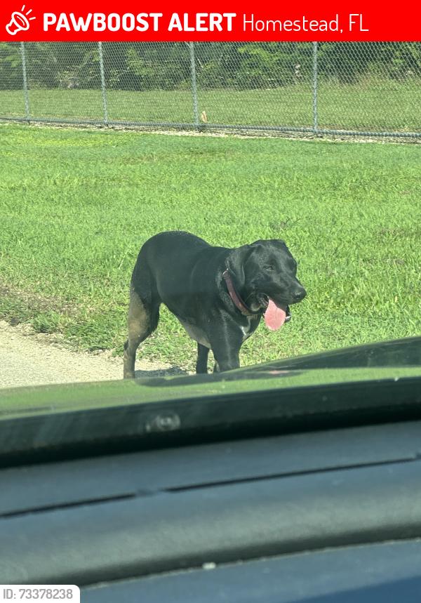 Lost Female Dog last seen Near SW 280th St hmstd, FL 33031 United States, Homestead, FL 33031