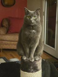 Lost Male Cat last seen Near W K St, Purcellville, VA 20132