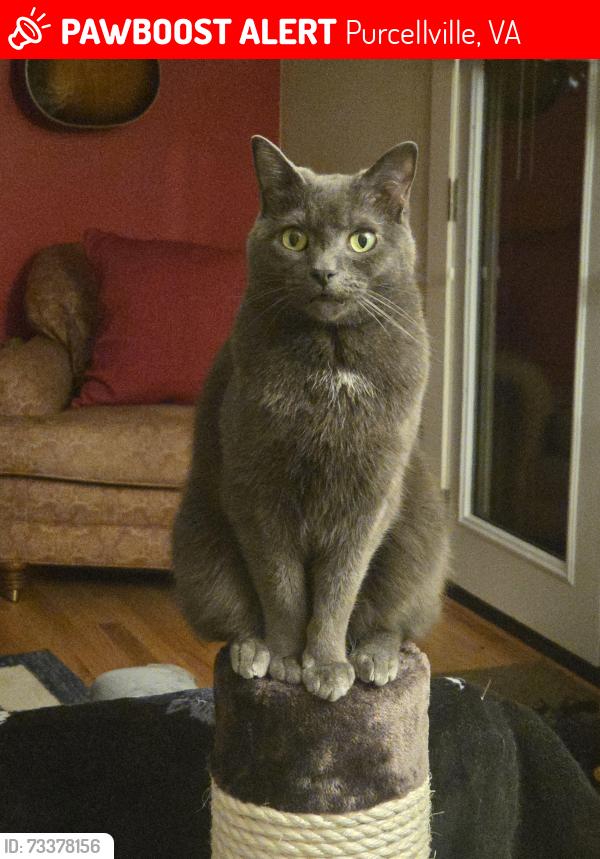 Lost Male Cat last seen Near W K St, Purcellville, VA 20132