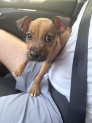 Found/Stray Male Dog last seen Adair Park, Atlanta, GA 30310