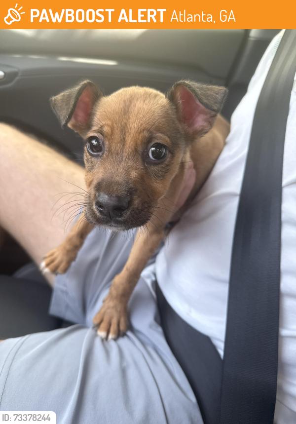Found/Stray Male Dog last seen Adair Park, Atlanta, GA 30310