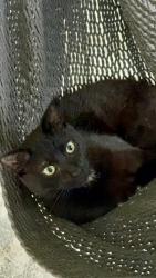 Lost Male Cat last seen Harding Road, Between Lusters Mill Area & Lusters Gate, Blacksburg, VA 24060