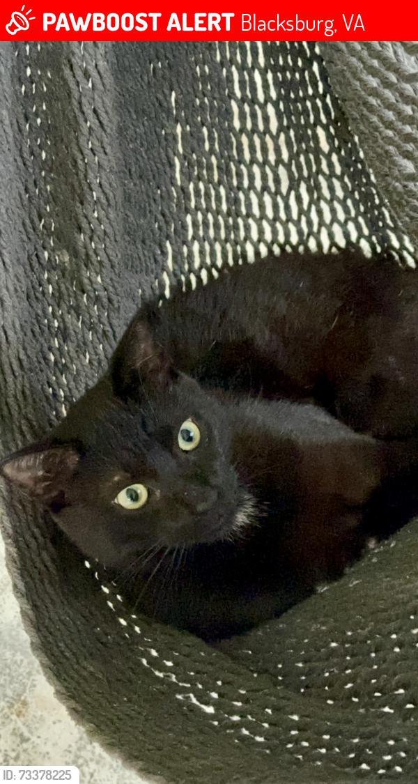Lost Male Cat last seen Harding Road, Between Lusters Mill Area & Lusters Gate, Blacksburg, VA 24060