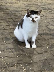 Lost Female Cat last seen 183rd and Metcalf, Aubry Township, KS 66085