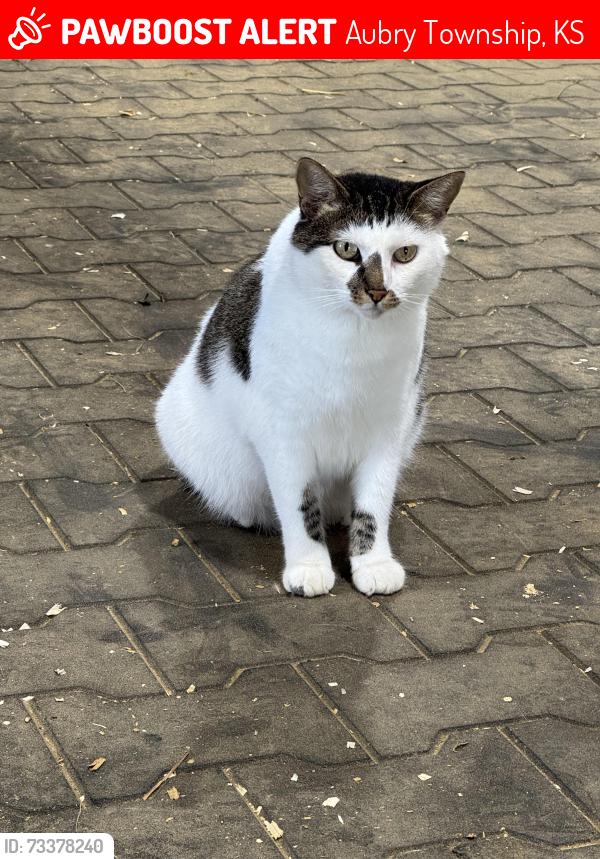 Lost Female Cat last seen 183rd and Metcalf, Aubry Township, KS 66085