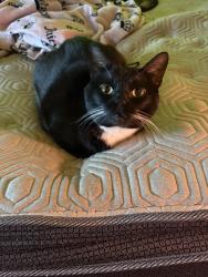 Lost Male Cat last seen right by locus st, Oxford, OH 45056
