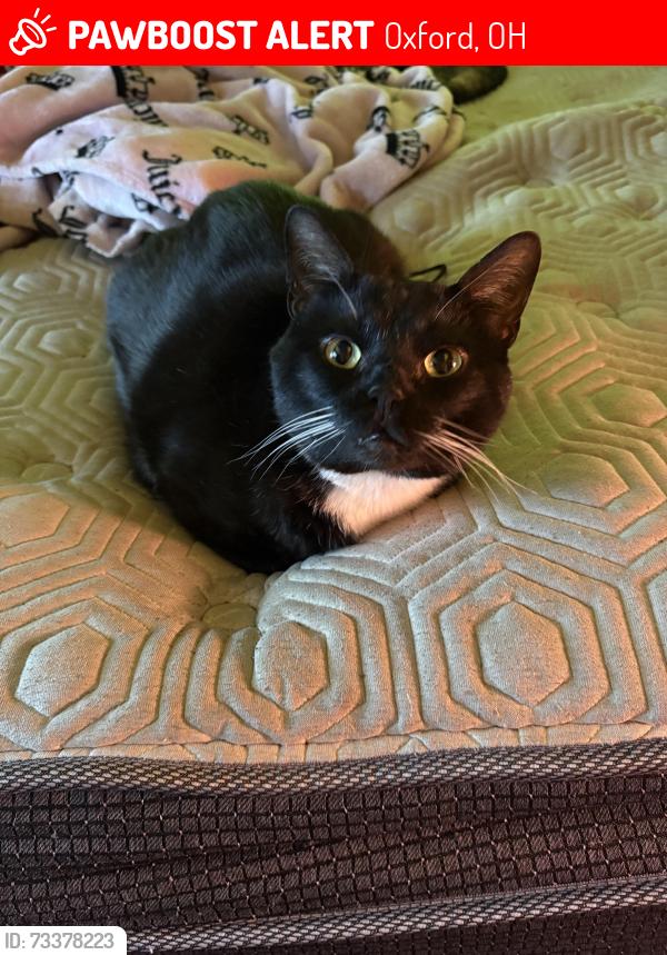 Lost Male Cat last seen right by locus st, Oxford, OH 45056