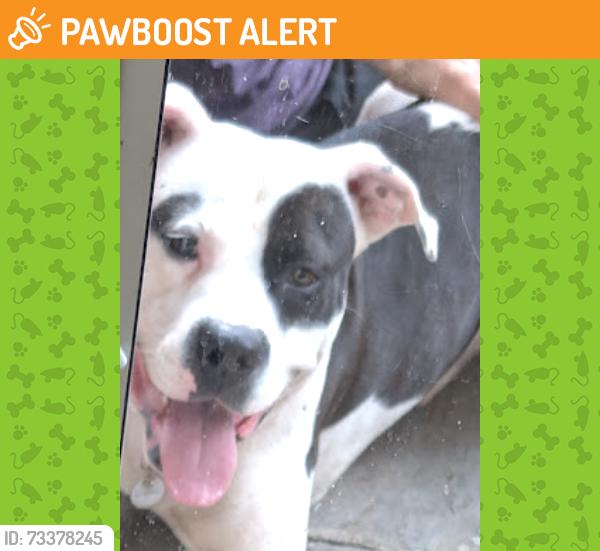 Found/Stray Male Dog last seen South Orange, NJ, South Orange Village, NJ 07079