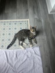 Found/Stray Female Cat last seen Walmart Simpsonville, Simpsonville, SC 29680