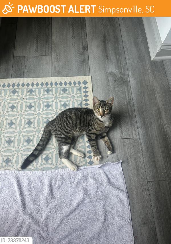 Found/Stray Female Cat last seen Walmart Simpsonville, Simpsonville, SC 29680