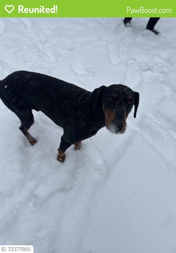 Reunited Male Dog last seen Near Tabor St, High Point, NC 27262, USA, High Point, NC 27262