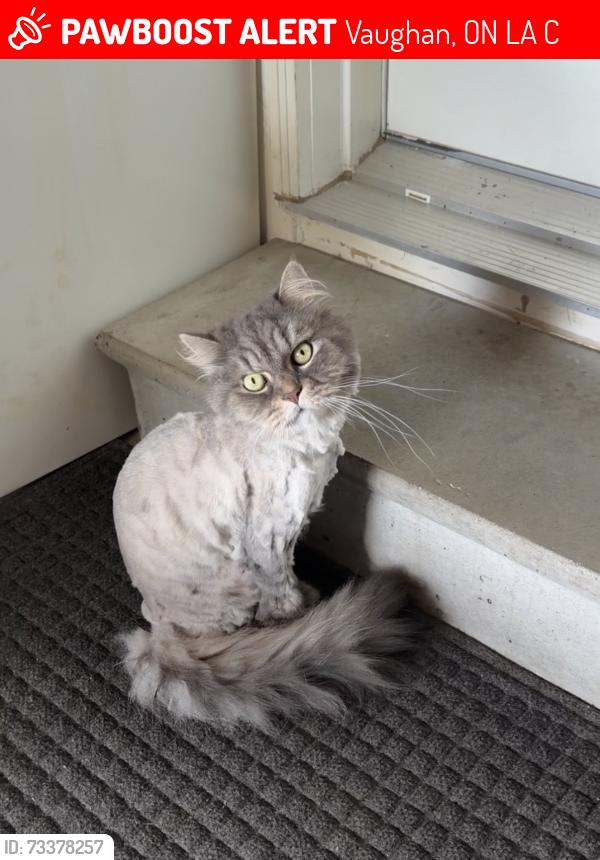 Lost Male Cat last seen Rutherford and Dufferin, Vaughan, ON L6A 4C1