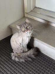 Lost Male Cat last seen Rutherford and Dufferin, Vaughan, ON L6A 4C1
