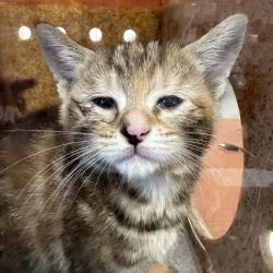 Shelter Stray Female Cat last seen , Animal Care & Control Team of Philly, 111 W Hunting Park Ave, Philadelphia, PA 19140, USA