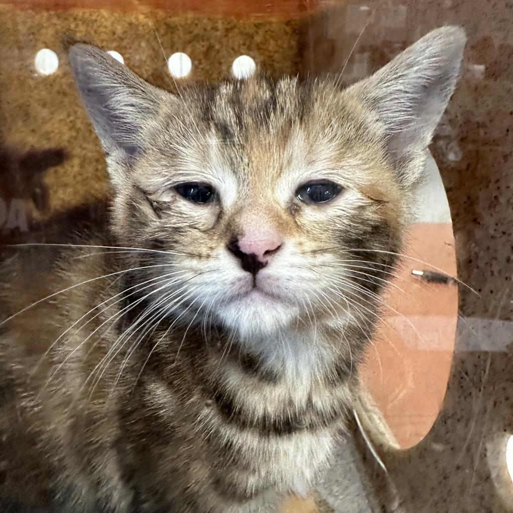 Shelter Stray Female Cat last seen , Animal Care & Control Team of Philly, 111 W Hunting Park Ave, Philadelphia, PA 19140, USA