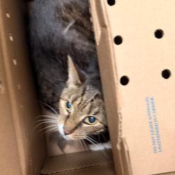 Shelter Stray Male Cat last seen , Animal Care & Control Team of Philly, 111 W Hunting Park Ave, Philadelphia, PA 19140, USA