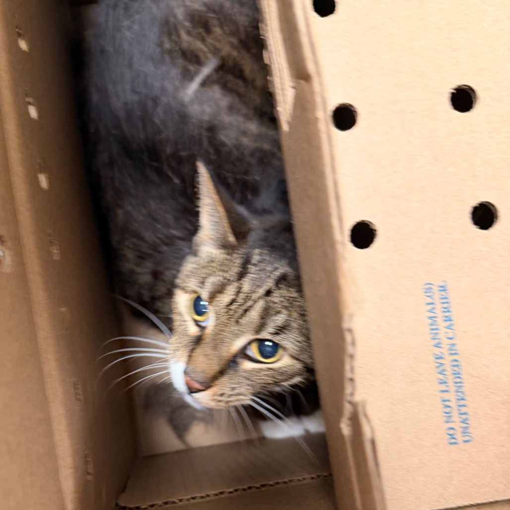 Shelter Stray Male Cat last seen , Animal Care & Control Team of Philly, 111 W Hunting Park Ave, Philadelphia, PA 19140, USA