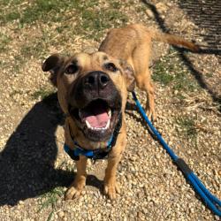 Shelter Stray Male Dog last seen , Animal Care & Control Team of Philly, 111 W Hunting Park Ave, Philadelphia, PA 19140, USA