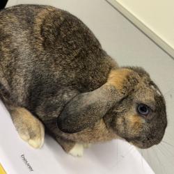 Shelter Stray Male Rabbit last seen , 3607 N Armenia Ave, Tampa, FL 33607, USA